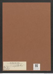 Surirella superba Grev. (de-Toni-Nr.: Genus 53, Species 2228) Zeichnungen Sammlung Grunow Mappe 02453 (Herbarium_W_Grunow_drawings_Folder_02453)
